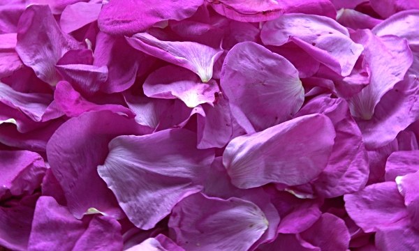 Dog rose Petals