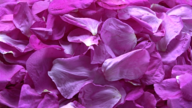 Dog rose Petals