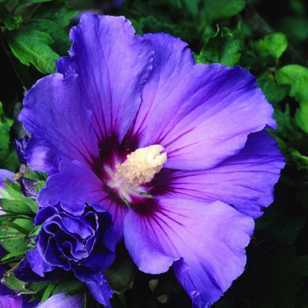 Hibiscus: National Flower of South Korea