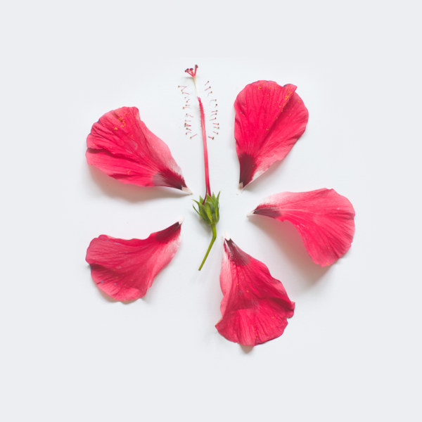 Hibiscus Exploded 01, Singapore