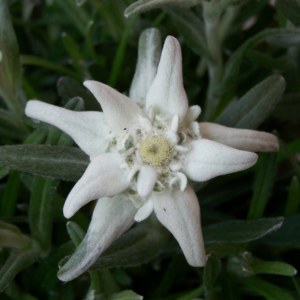 Leontopodium nivale: National Flower of Switzerland