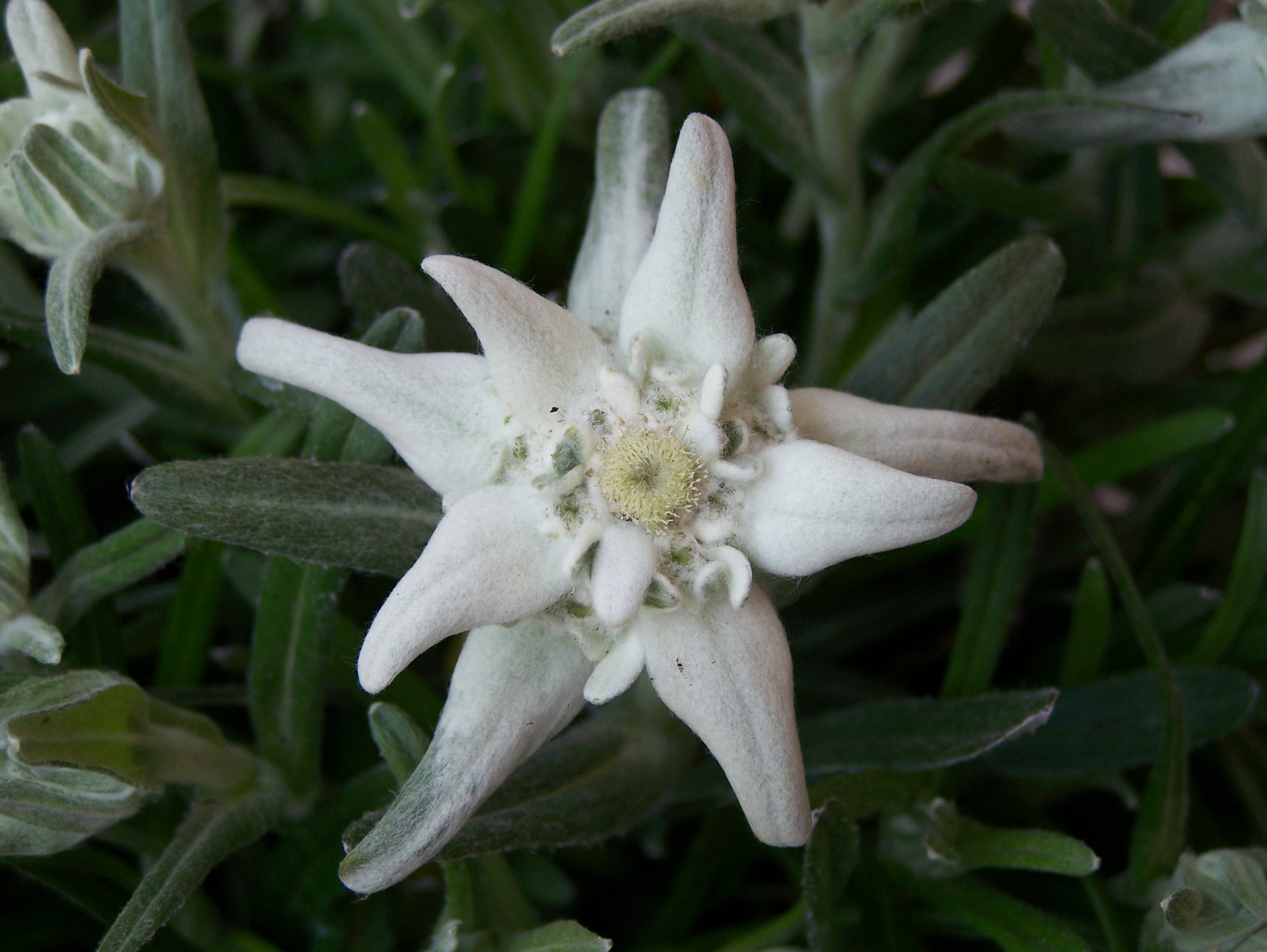 Leontopodium White color
