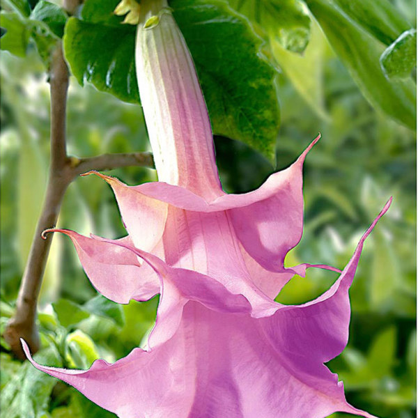 TwinFlower: National Flower of Sweden