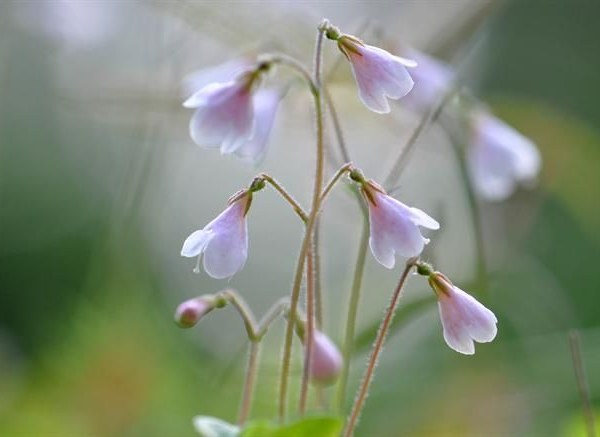 twinflower color