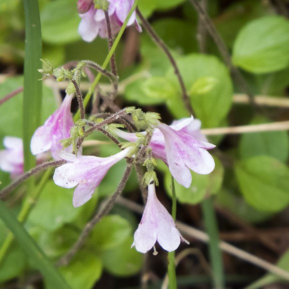 twinflower petals