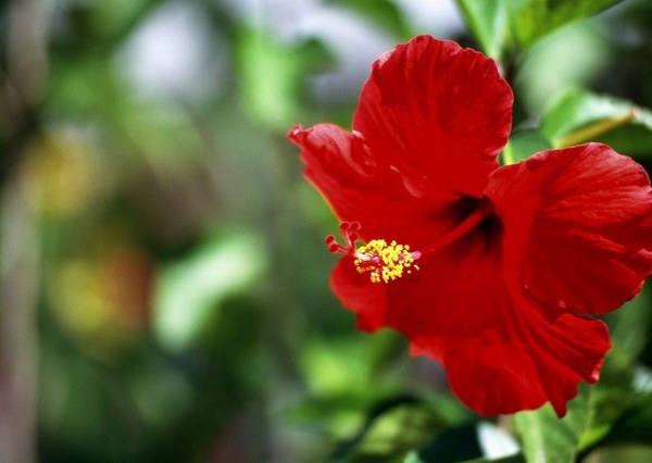 National flower of tonga