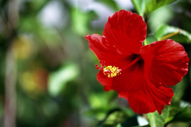 National Flower of Tonga