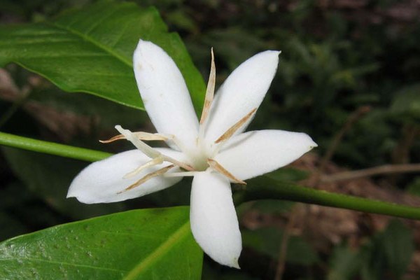 Arabian Coffee Flower: National Flower of Yemen