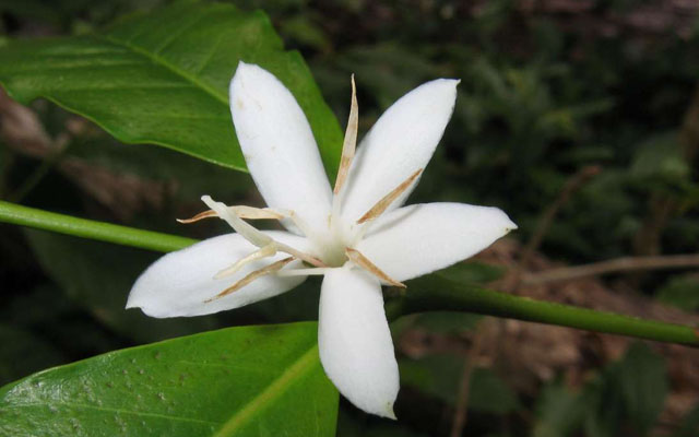 Arabian coffee flower