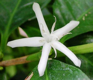 National Flower of Yamen