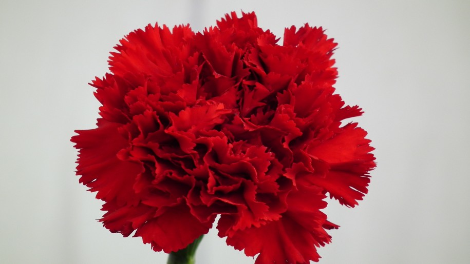 Carnation National Flower of Spain
