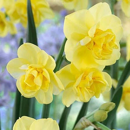 Daffodil petals