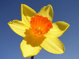 National Flower of Wales