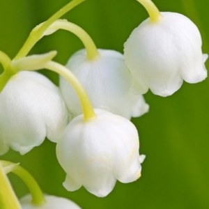 Lily of the Valley: National Flower of Yugoslavia