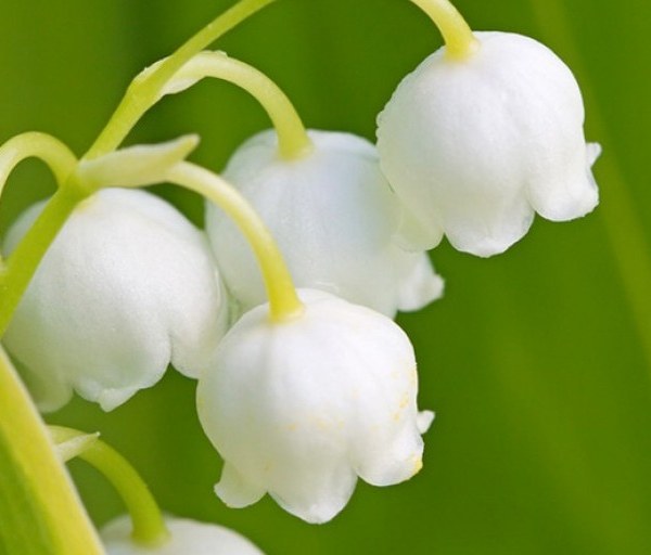 Lily of the Valley: National Flower of Yugoslavia