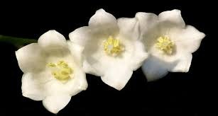 Lily of the Valley flower