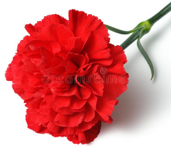 National Flower of Spain