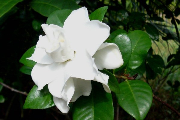 National flower of Syria
