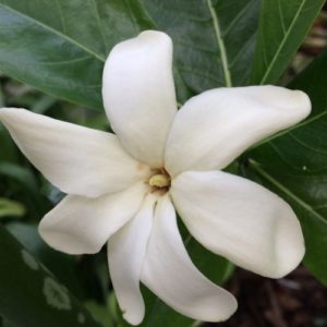 Tahitian Gardenia: National Flower of Tahiti