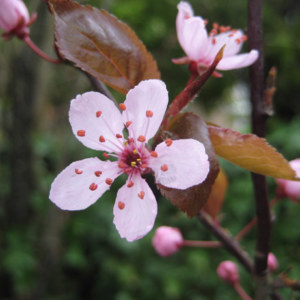 Plum Blossom: National Flower of Taiwan