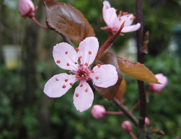 plum-blossom-national-flower-of-taiwan-national-flowers-by-country