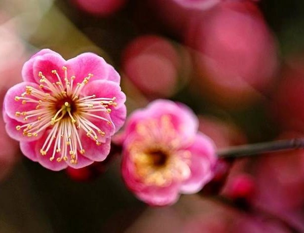 Plum Blossom: National Flower of Taiwan