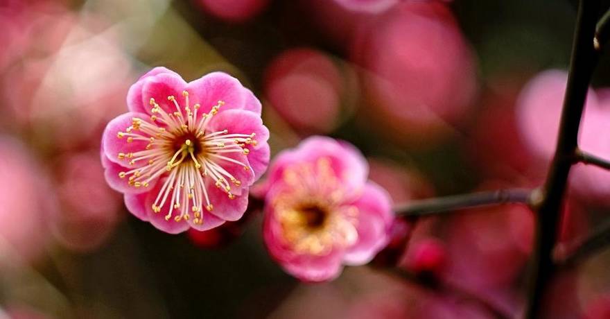 National flower of Taiwan