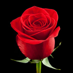 Red Rose: National Flower of Turkmenistan