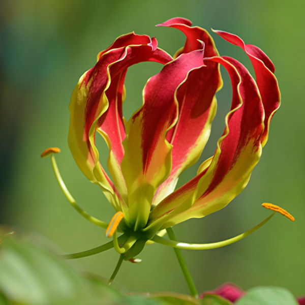 National Flower or Zimbabwe