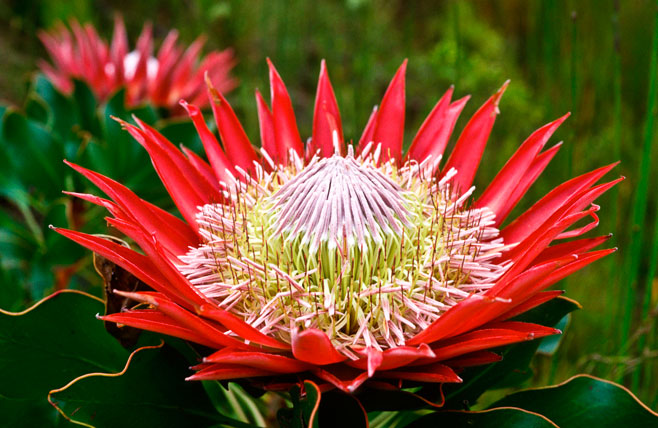 Photo of National Flower of South Africa | Protea Cynaroides Flower of Africa