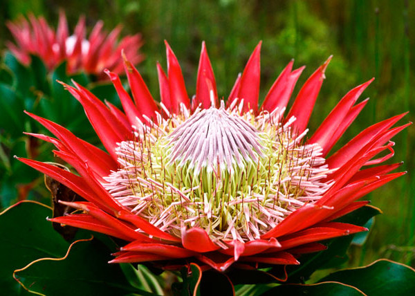 Protea Cynaroides: National Flower of South Africa