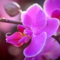 Orchid Flower: National Flower of Venezuela