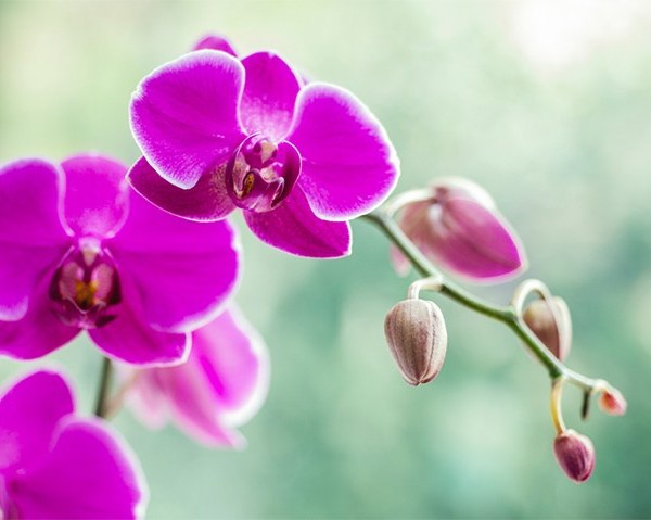 Orchid flower 2