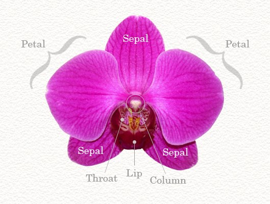 Orchid flower petals