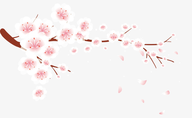 Plum blossom petals