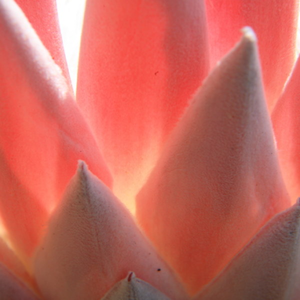 Protea cynaroides Petals