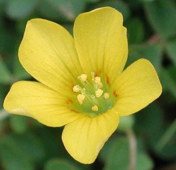 Yellow Cedar: National Flower of Virgin Islands