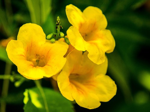 Yellow cedar flower