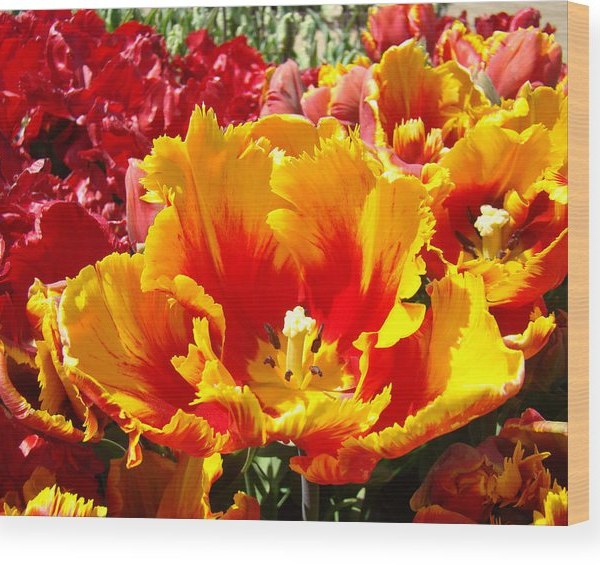 Yellow cedar flower art