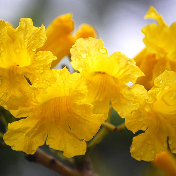 Yellow cedar petals