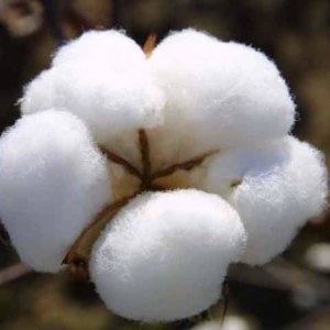 Cotton Flower: National Flower of Uzbekistan
