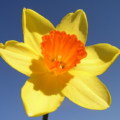 Daffodil Flower: National Flower of Wales