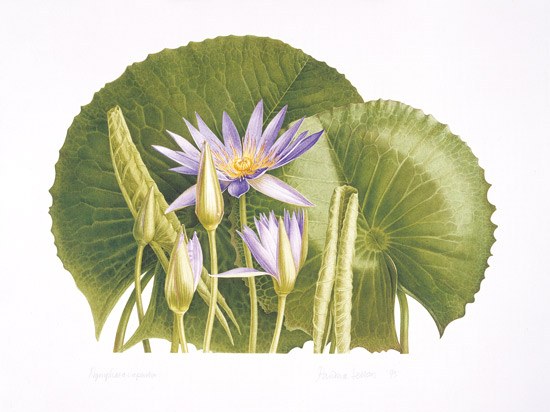 nymphaea nouchali flower art