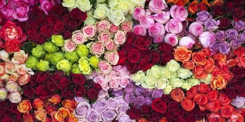 rose colors