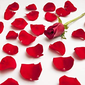 Rose: National Flower of USA