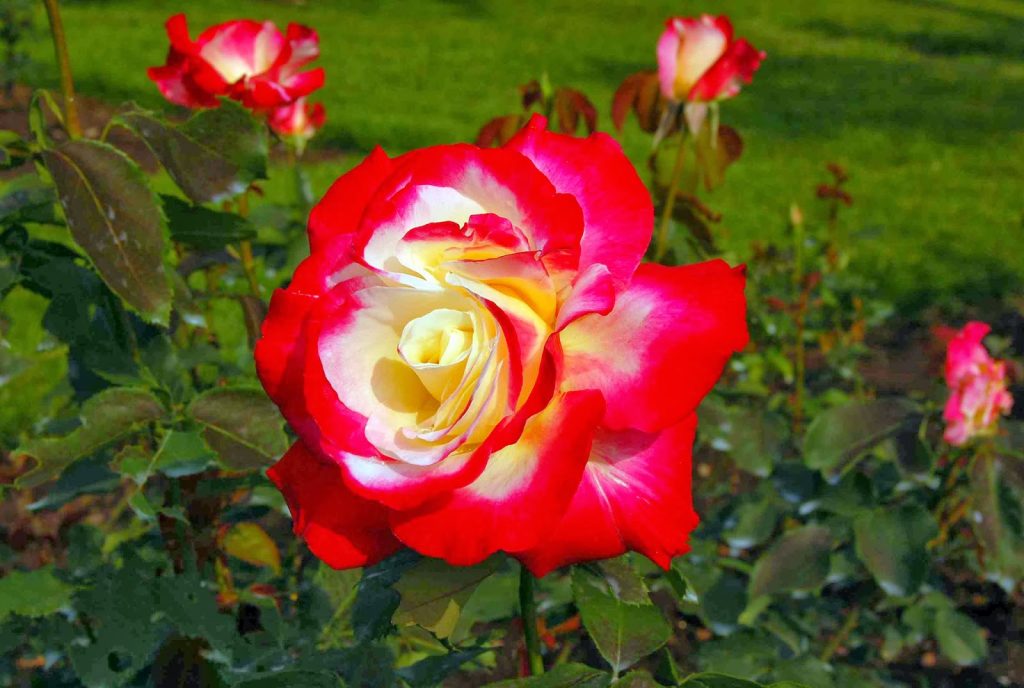 National flower of england Tudor rose