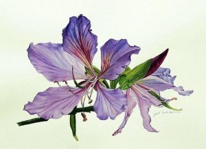 Bauhinia blakeana Flower Art
