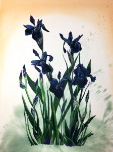 Black Iris Flower Art