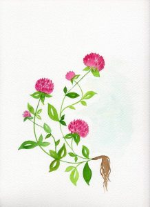 Clover Flower Art