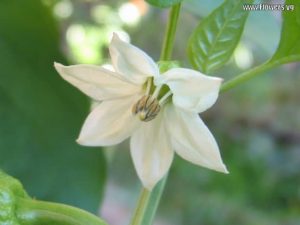 Flower of Liberia